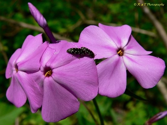 {Phlox carolina}